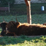 Lucerne: Wildlife with a fringe