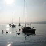 Zurich: Swans and boats!