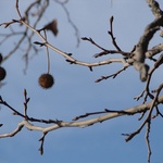 Zurich: Chestnuts ready for the picking