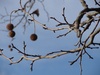 Zurich: Chestnuts ready for the picking