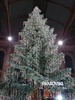 Zurich: Pretty! A crystal Christmas
