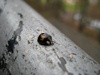 Bern: Little bug