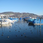 Lucerne: No their not buoys, their sleeping duckies!