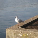 Zurich: Another feathered friend