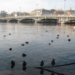 Zurich: More feathered friends near the Quaibrucke bridge