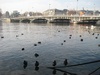 Zurich: More feathered friends near the Quaibrucke bridge