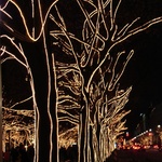 Christmas lights on every tree - beatiful