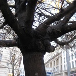 The number "1" tree in Berlin. Every tree is numbered and documented!