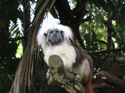 friendly monkey roaming the zoo