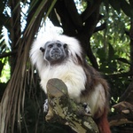 friendly monkey roaming the zoo