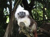 friendly monkey roaming the zoo