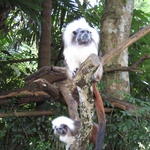 Monkey and buddy