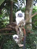 Monkey and buddy