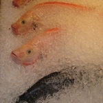 Poor sad fishy