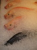 Poor sad fishy