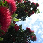 NZ Christmas tree still going strong