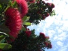 NZ Christmas tree still going strong