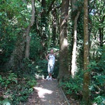 The green bush of Mt Kau Kau