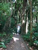 The green bush of Mt Kau Kau