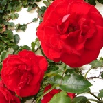 Mummy's Roses