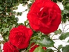 Mummy's Roses