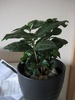 Tom little baby, Kaffa the Kenyan Coffee plant