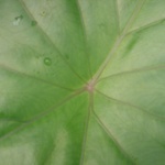Leaf from the Eden Project - dome one!