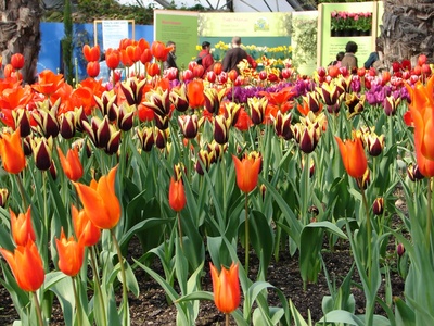 Tulips in full bloom