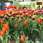Tulips in full bloom