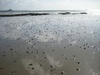 Crab poo everywhere!