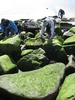 And mossy rock climbing