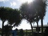 NZ cabbage trees? Apparently not according to the owner of this little shop