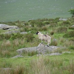 A lone ranger sheep, watching over his herd - or perhaps he was stuffed? It was hard to tell.