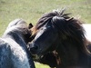 These two were nibbling each other