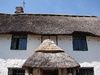 Cottie - the mono-browed, mustache fronted cottage