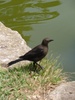 Fast wee birdy