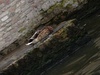 Sleepy duck in a sleepy town.