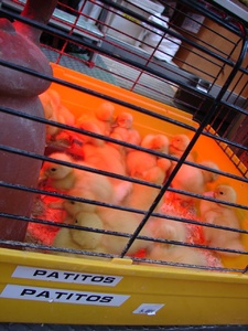 My baby duck in one of the many pet shops down the Rambla street