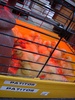 My baby duck in one of the many pet shops down the Rambla street