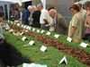 Random mushroom exhibition!