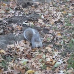 Squirrel with a nut in Central Park