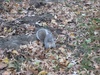 Squirrel with a nut in Central Park