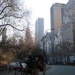 Horse and Cart rides alongside Central Park