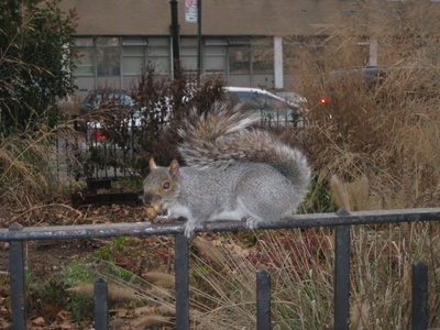 Another naughty nut eating squirrel!