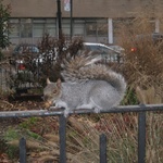 Another naughty nut eating squirrel!