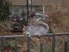 Another naughty nut eating squirrel!
