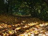 Autumn!