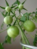 Look how my T plant grows - 16 babies now!
