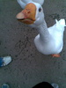 One of local lake residents of St Albans out for a bite to eat. I want one!