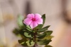 Pretty pink
